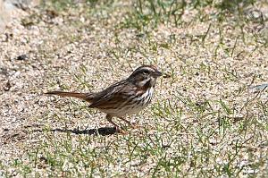 079 Sparrow, Song, 2023-03277622 Broad Meadow Brook, MA Broad Meadow Brook, MA